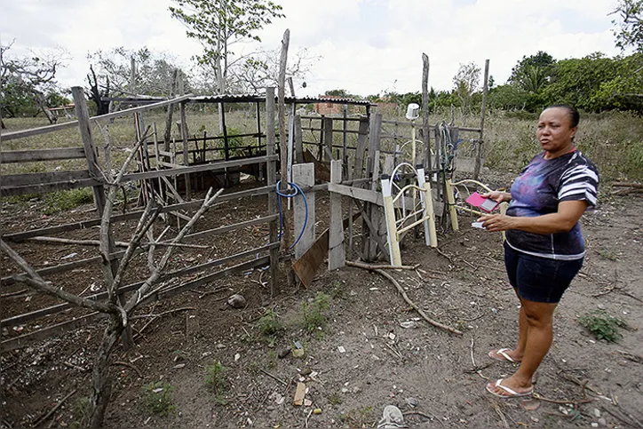 Imagem ilustrativa da imagem Animais têm morte misteriosa em área rural de Feira
