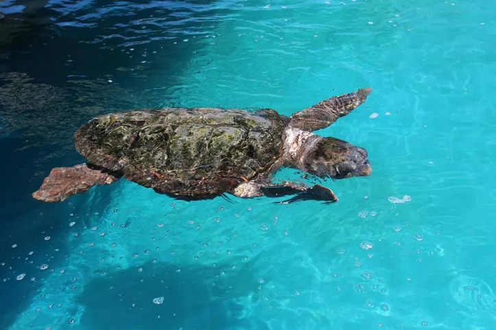 Imagem ilustrativa da imagem Costa dos Coqueiros é festa para os sentidos