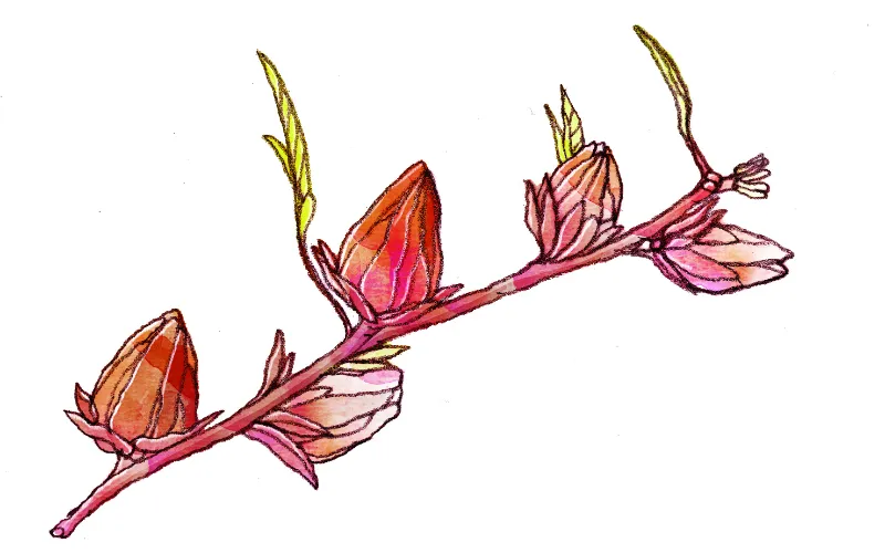 Com as flores da vinagreira dá para fazer geleias, sucos e chás