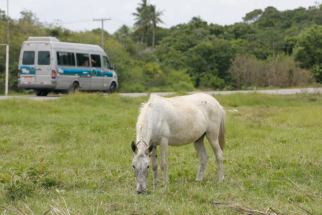 Equino na margem da BA-099, km-55, próximo à entrada de Praia do Forte