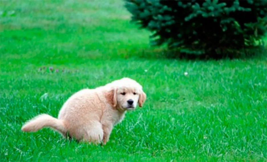Internautas brincaram com questão sobre fezes de cachorro