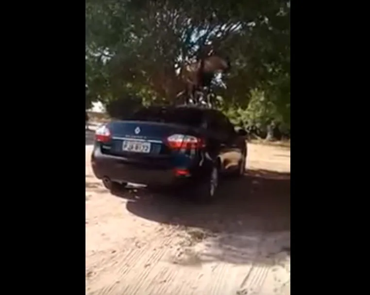 Animal subiu em carro para comer folha de árvore