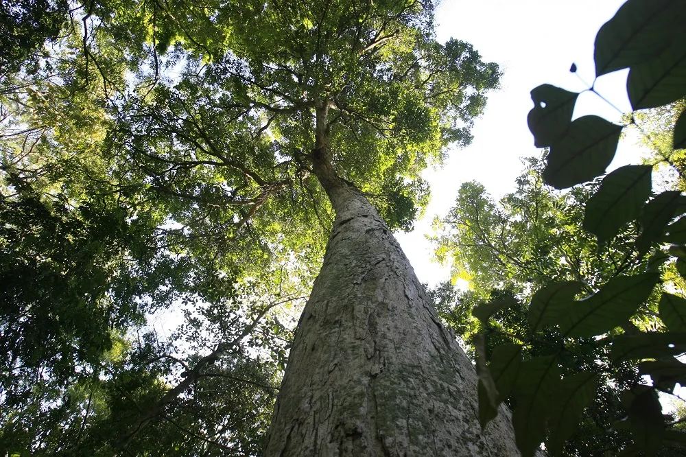 Oiti-da-baía, no Jardim Botânico de Salvador