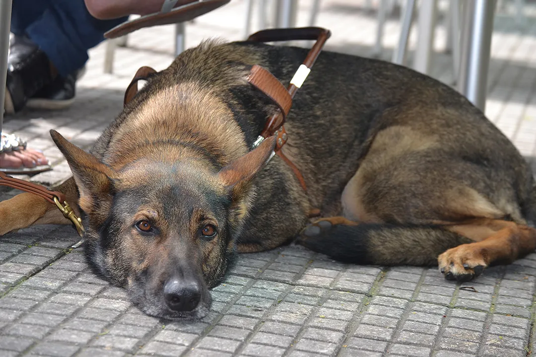 Cães-guia: bem mais do que “olhos”