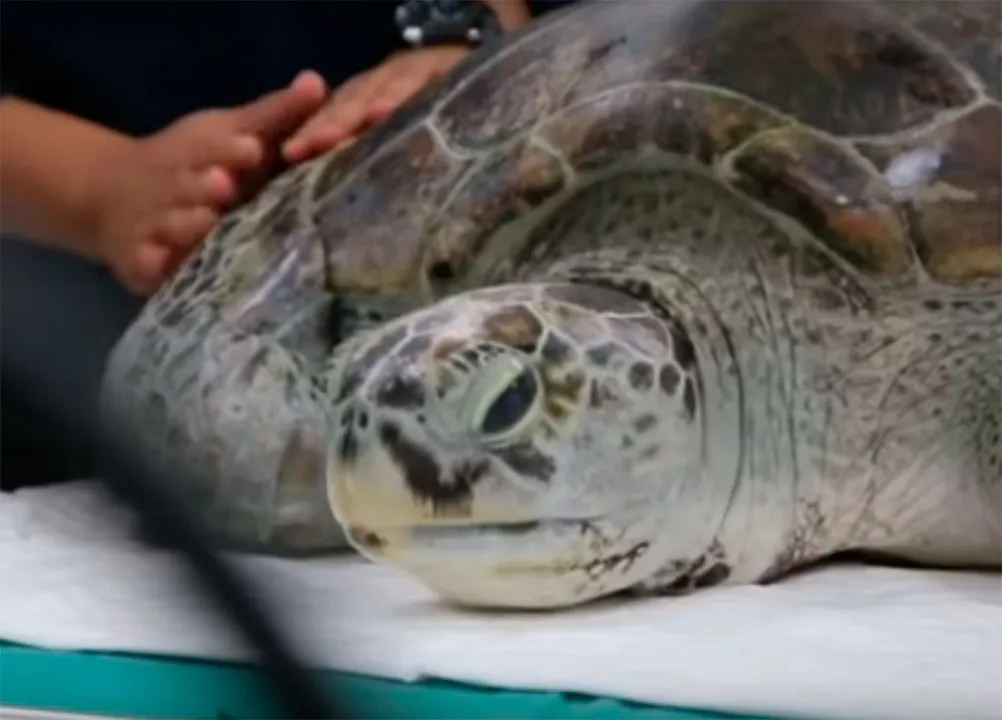 A causa da morte da tartaruga foi constatado por envenenamento do sangue
