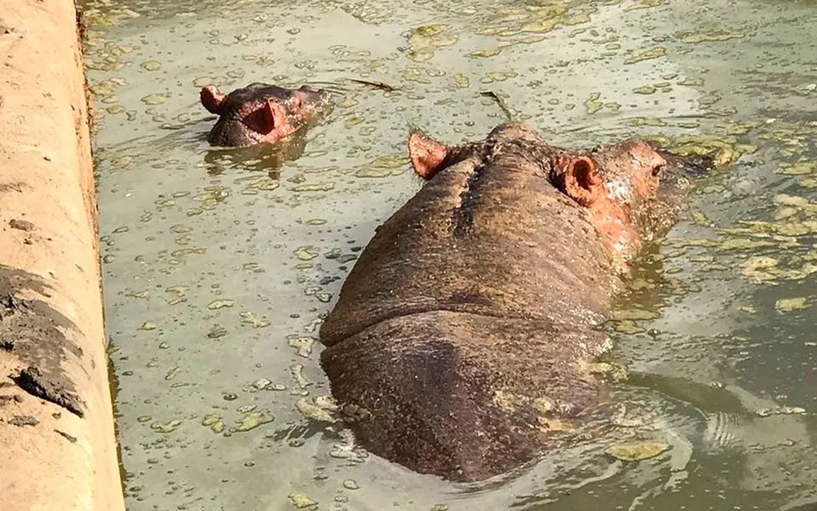 O filhote nasceu pesando cerca de 50 kg