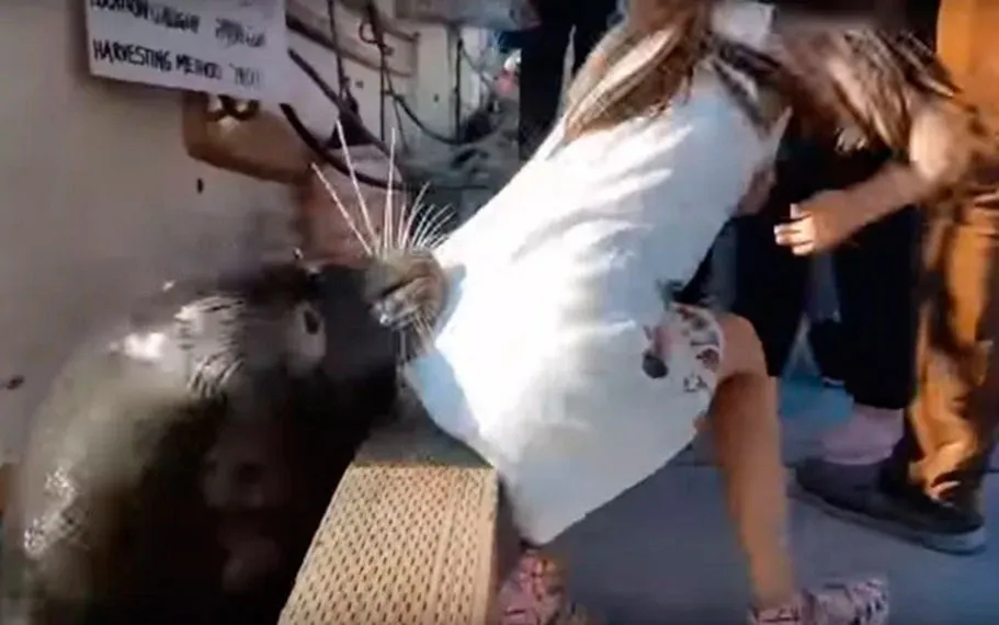 Garota foi puxada para dentro do mar por leão-marinho