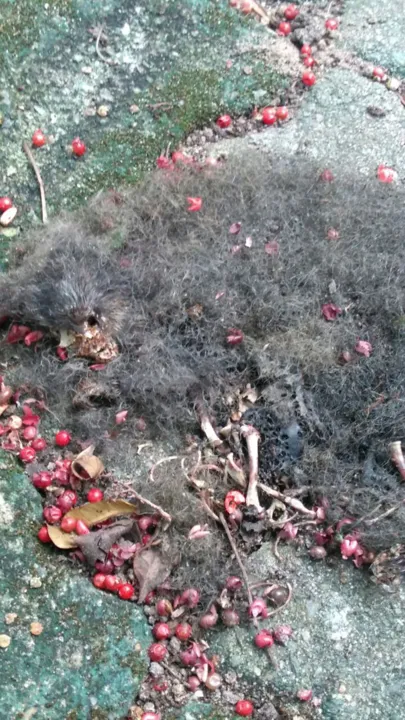 Macaco foi encontrado morto nesta quarta-feira