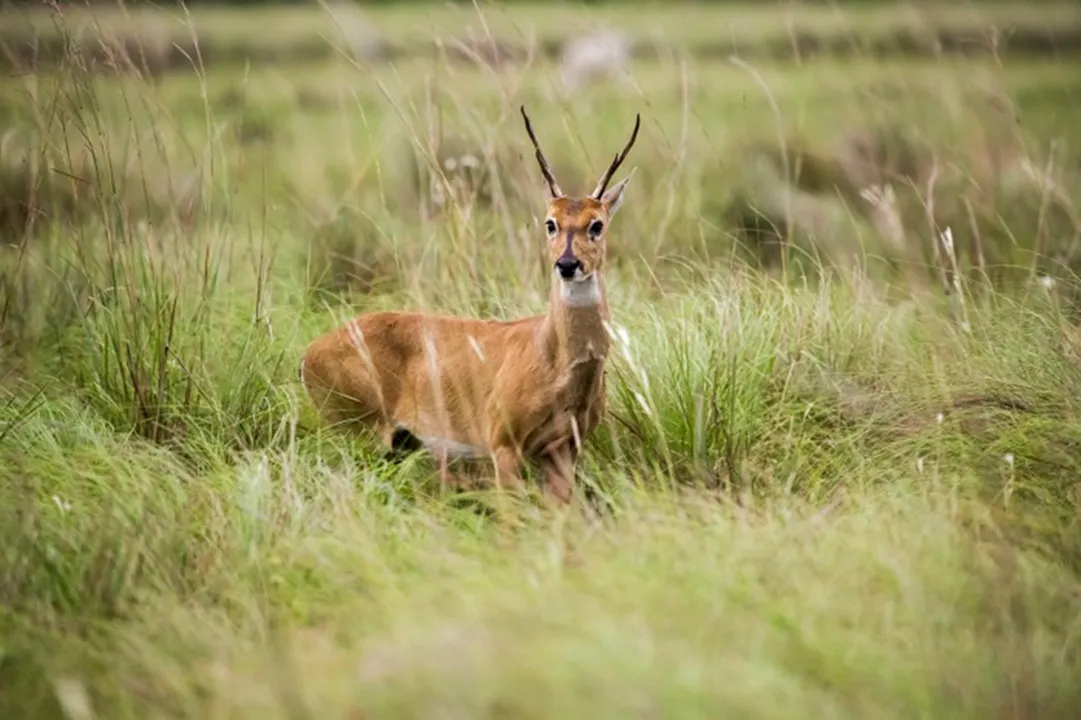 Veado campeiro é um dos animais em extinção