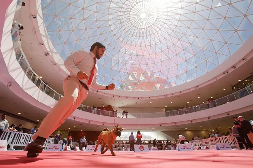 Especialistas avaliaram 33 raças durante o evento