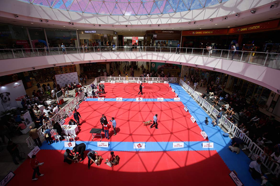 Campeonato reúne mais de 100 cães em shopping de Salvador