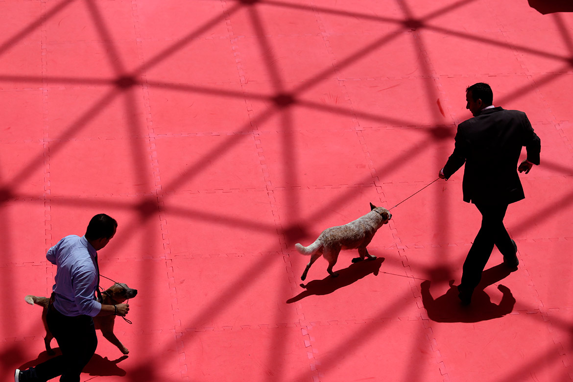 Campeonato reúne mais de 100 cães em shopping de Salvador