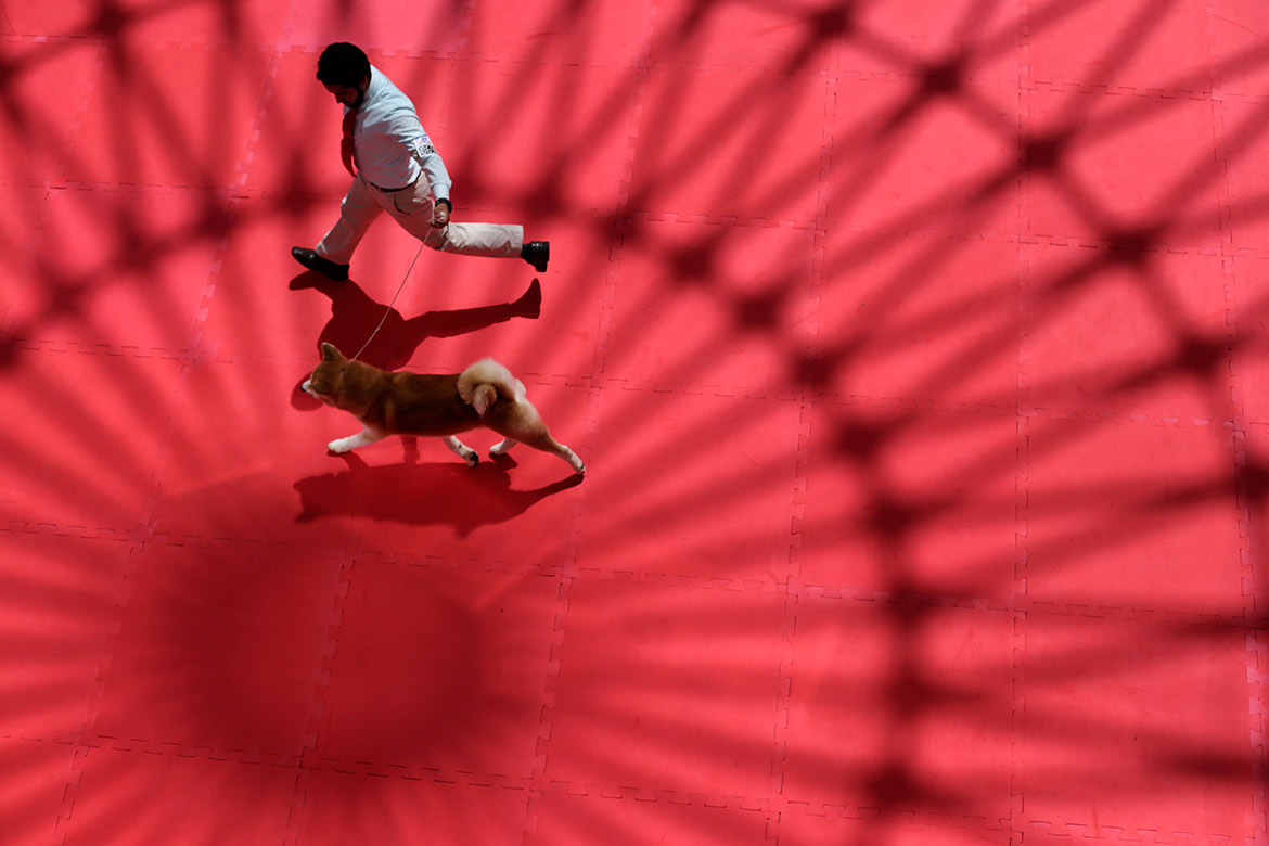 Campeonato reúne mais de 100 cães em shopping de Salvador