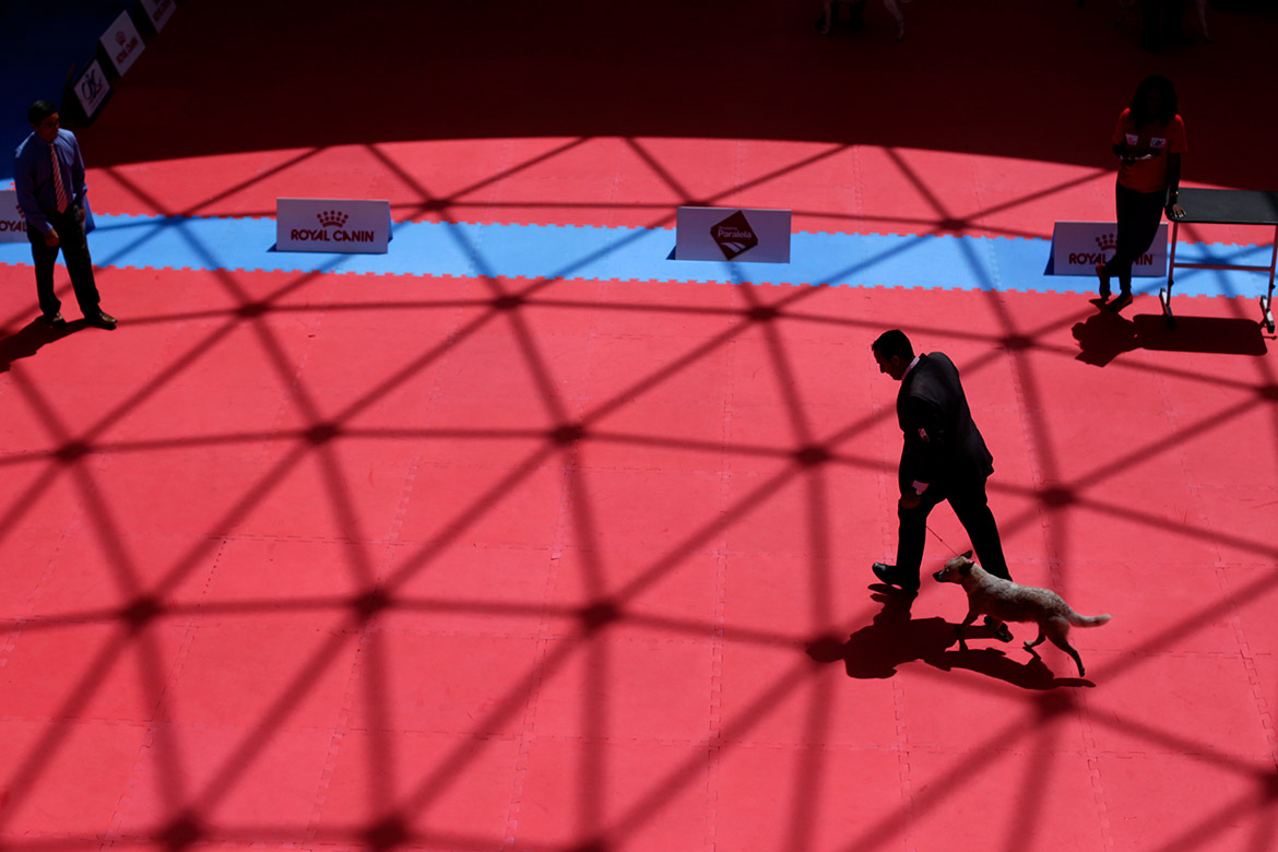 Campeonato reúne mais de 100 cães em shopping de Salvador