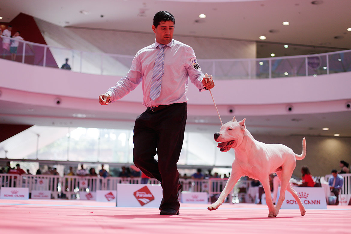 Campeonato reúne mais de 100 cães em shopping de Salvador