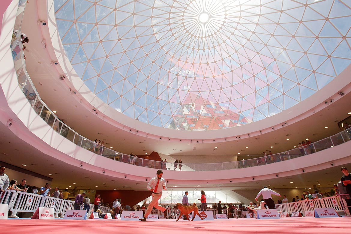 Campeonato reúne mais de 100 cães em shopping de Salvador