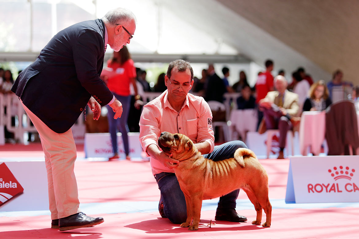 Campeonato reúne mais de 100 cães em shopping de Salvador