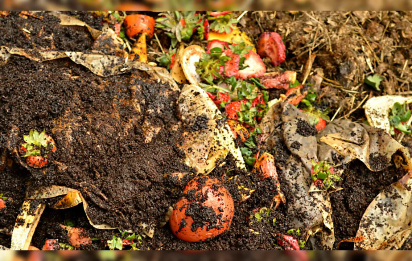 Material orgânico é usado para compostagem