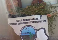 Homens são presos em plantação de maconha no município de Sento Sé