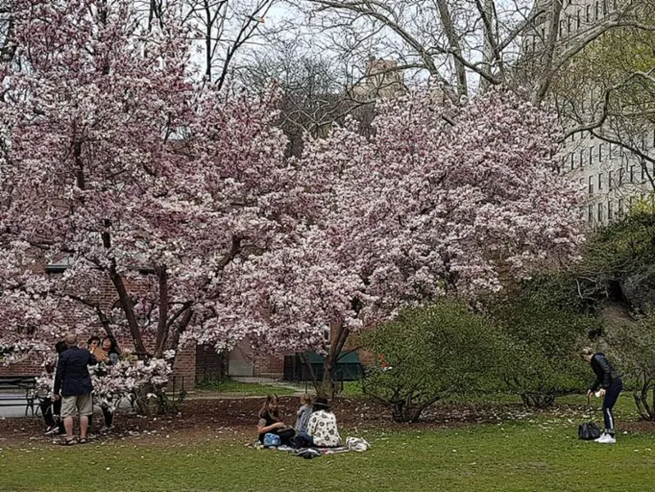Imagem ilustrativa da imagem Nova York em clima de primavera