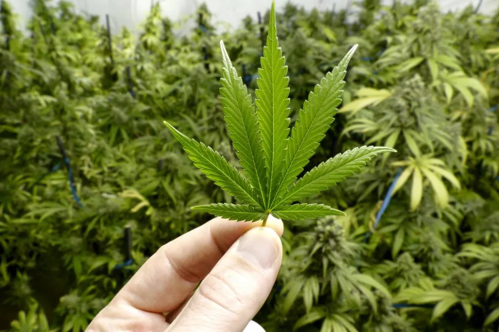 O uso medicinal da maconha já é permitido no país