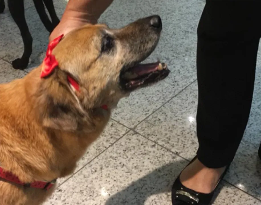 A cadela idosa "Marieta" é um dos animais de rua que estão para adoção pela ABPA