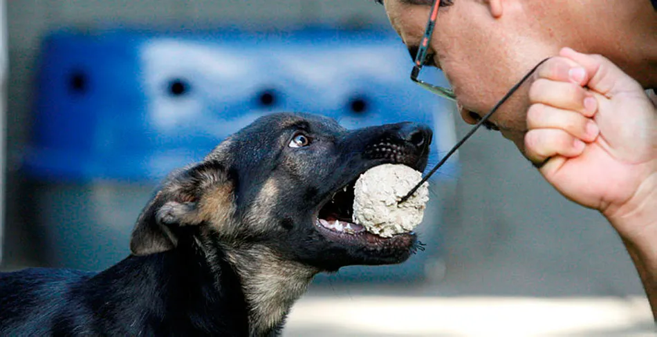 Animal e condutor precisam ter vínculo fortalecido