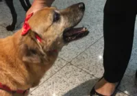 Em busca de um amigo: projetos ajudam a retirar animais das ruas