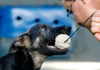 Preparação para atividade policial exige esforço e união entre condutor e animal