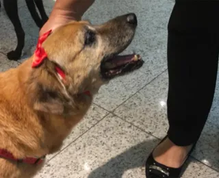 Em busca de um amigo: projetos ajudam a retirar animais das ruas
