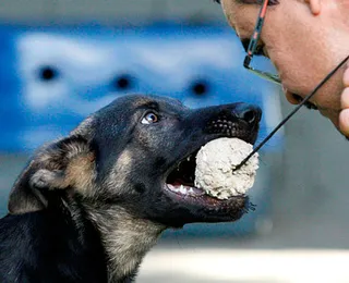 Preparação para atividade policial exige esforço e união entre condutor e animal