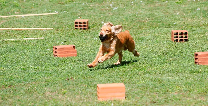 Imagem ilustrativa da imagem Preparação para atividade policial exige esforço e união entre condutor e animal