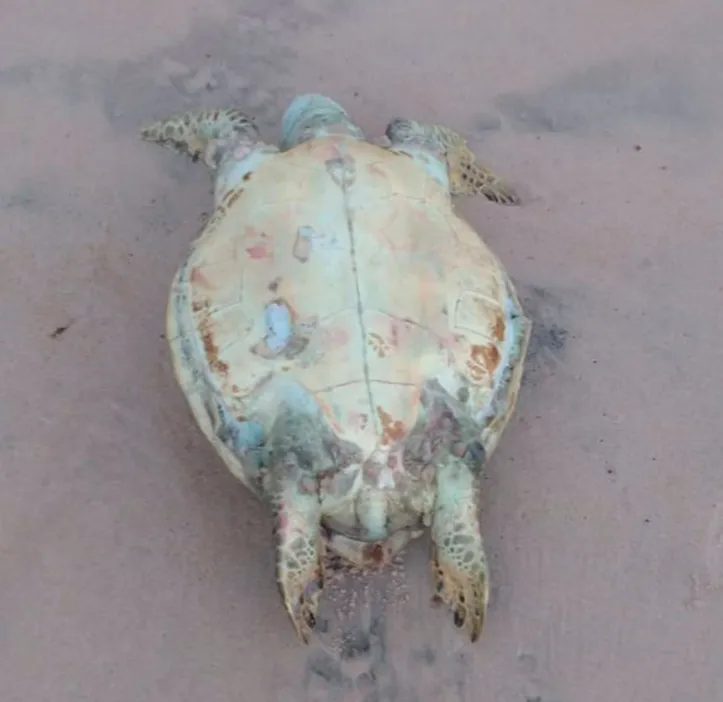 Imagem ilustrativa da imagem Tartaruga-marinha é encontrada morta na praia da Pituba