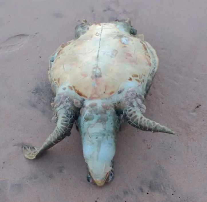 Imagem ilustrativa da imagem Tartaruga-marinha é encontrada morta na praia da Pituba