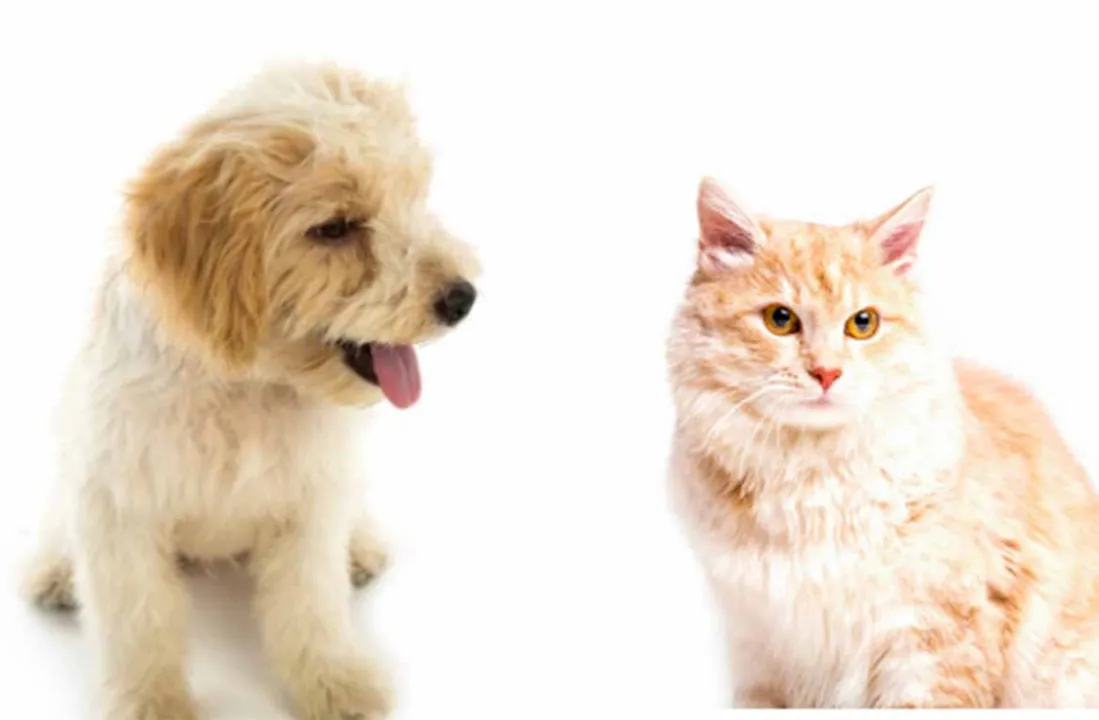 Tipo de câncer acomete a todos os animais mamíferos, mas é mais frequente em cadelas e gatas