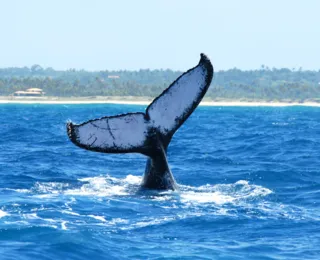 Praia do Forte recebe evento que celebra encontro de baleias e tartarugas