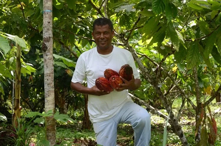 Durante a ação, haverá a assinatura de 70 contratos da modalidade Cacau