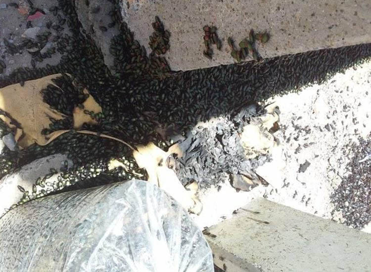 Cidade baiana registra infestação de besouro que causa queimadura na pele A TARDE