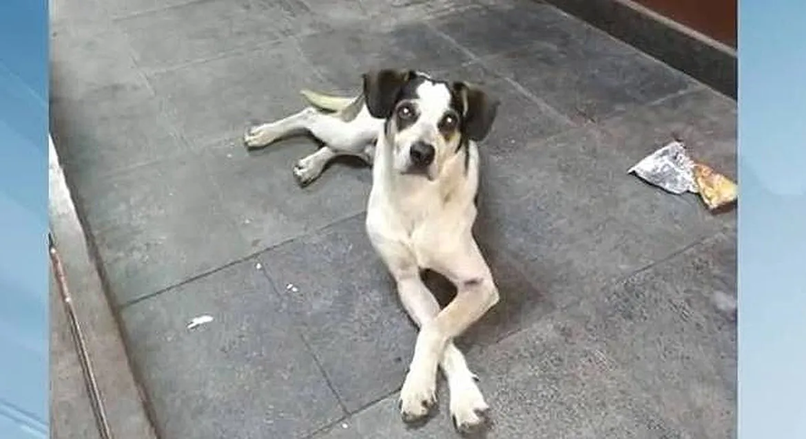 O animal foi morto a pauladas após ter sido envenenado, dizem testemunhas.