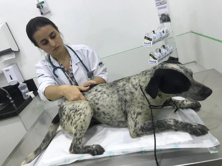 A cadela, identificada como Pintada, foi atendida por veterinários