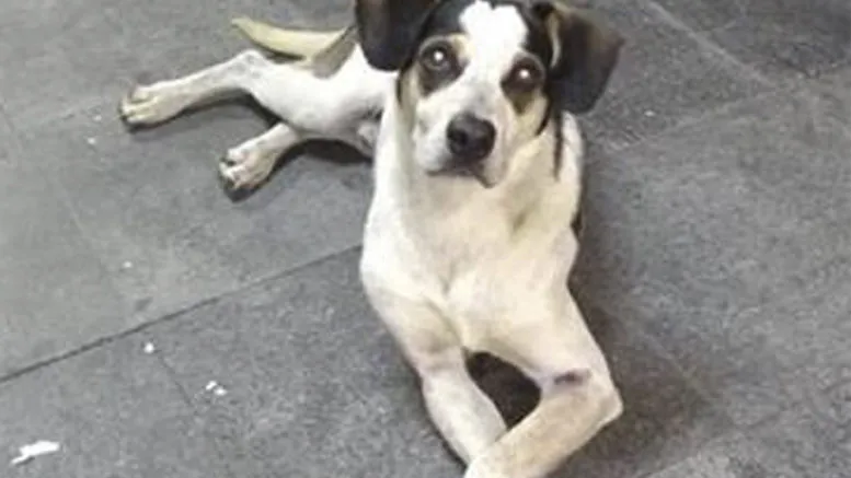 Conforme o relato, o funcionário teria oferecido veneno de rato ao cão