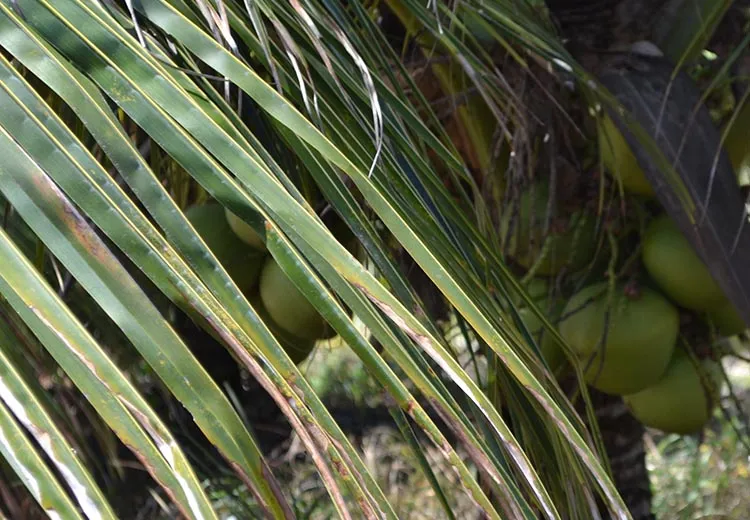 A Bahia lidera a produção de amêndoa de cacau, cajarana, coco, fruta do conde ou pinha, graviola, umbu, jaca, licuri, manga e maracujá