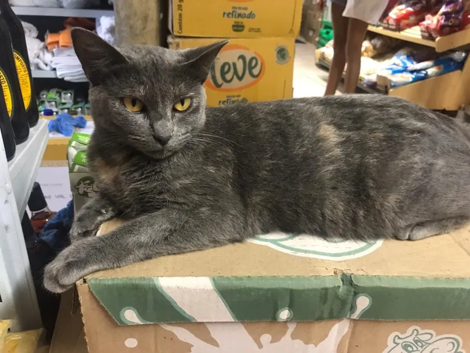 O crime foi registrado na 167ª Delegacia de Polícia do município