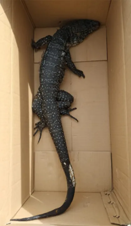 Teiú foi conduzido ao zoológico de Salvador e deixado aos cuidados de um veterinário