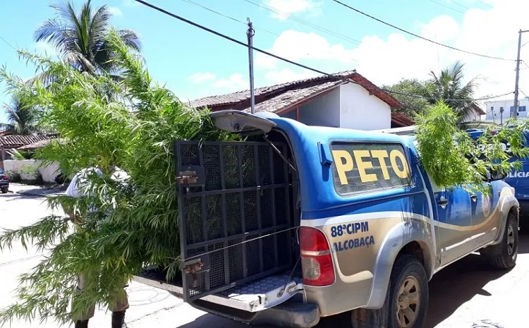 Na residência foi encontrado 105 pés de maconha, 1.800 quilos de maconha prensada, oito potes de sementes da erva.