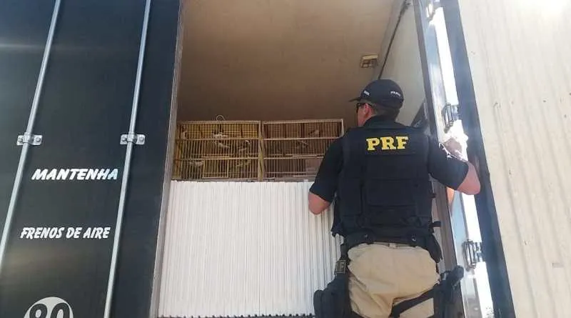 As aves estavam presas em quatro gaiolas sujas com fezes e aparentando estarem sendo submetidas a situação de maus-tratos