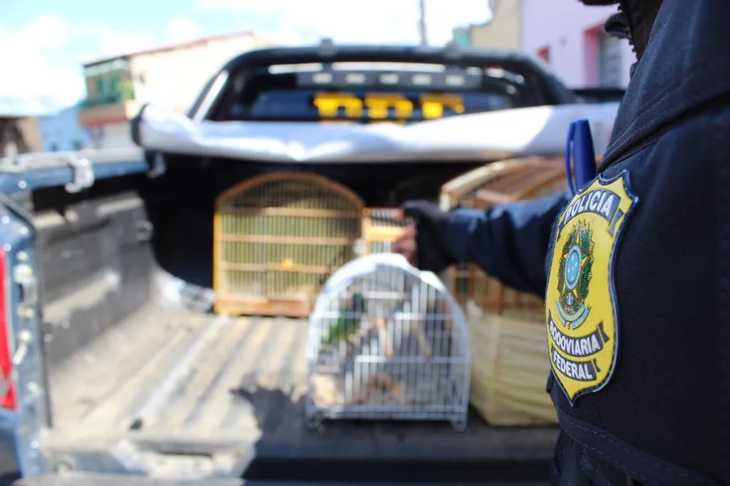 Ação coibiu a criação ilegal e o tráfico de aves