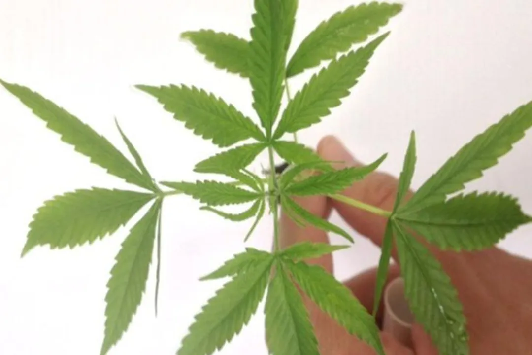 Maconha pode ser utilizada para fins medicinais e já ajuda diversos pacientes no mundo