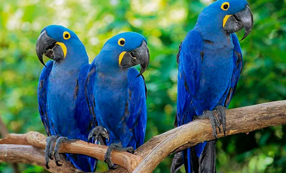 Atualmente, existem no mundo apenas 163 exemplares da ave, todos mantidos em cativeiro