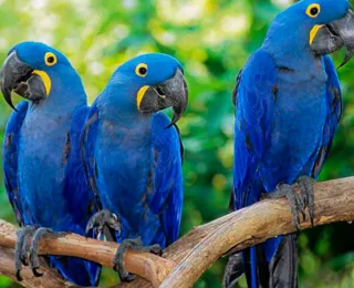 Extintas, araras-azuis mantidas em cativeiro na Alemanha virão para o Brasil